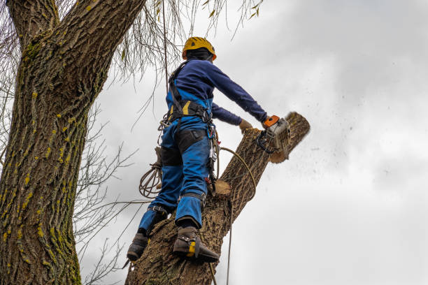 Best Storm Damage Tree Cleanup  in Hudson, PA